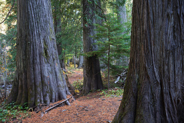 Settler's Grove of Ancient Cedars