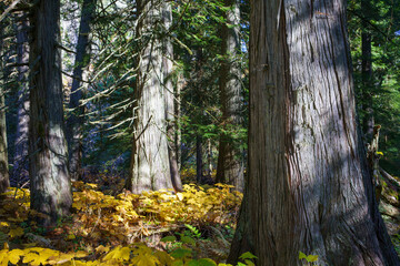 Settler's Grove of Ancient Cedars