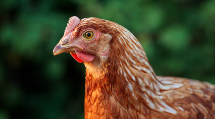 Portrait of a Red Chicken