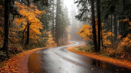 Obraz premium Serene Curved Road in Autumn Forest Landscape