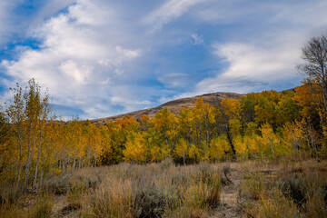 Beautiful Desert Autumn Landscape with bright Orange, Yellow and Red leaves against the dry arid mountains and an overcast blue sky. in Nevada.