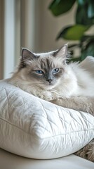 Fototapeta premium Serenity in Blue: A Ragdoll Cat's Leisurely Afternoon