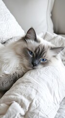 Serenity in Blue: A Ragdoll Cat's Leisurely Afternoon