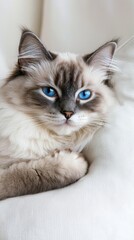 Fototapeta premium Serenity in Blue: A Ragdoll Cat's Leisurely Afternoon