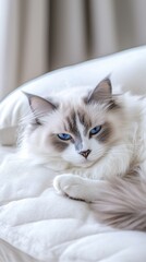 Serenity in Blue: A Ragdoll Cat's Leisurely Afternoon