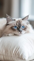Fototapeta premium Serenity in Blue: A Ragdoll Cat's Leisurely Afternoon