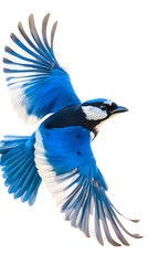 Obraz premium Azure Jay Bird, on Transparent PNG Background, Photo Realistic, Wallpaper, Cover and Screen for Smartphone, PC, Laptop, Transparent PNG