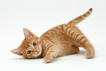 Obraz premium Orange Tabby Cat in Sunshine