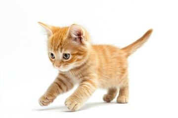 Orange Tabby Cat in Sunshine