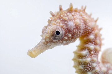 Obraz premium the beside view Dwarf Seahorse, left side view, white copy space on right, Isolated on White Background