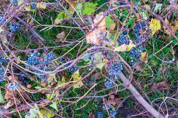 Wild grapes