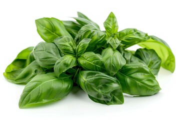 Fototapeta premium A bunch of basil leaves on a white surface