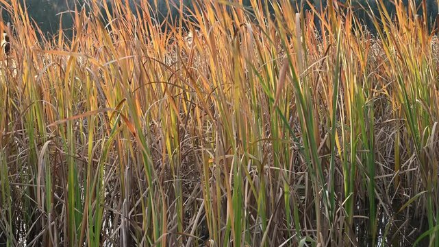 Autumn colored bulrush reeds moving in the wind. Orange, red, green
