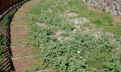 Red brick and stone pedestrian street with weeds