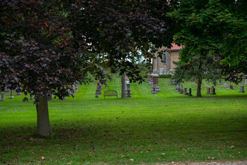 trees in the park