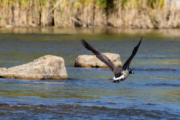 canada goose in flight