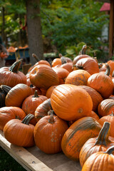 pumpkins on a farm
