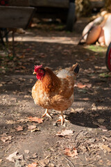 chicken