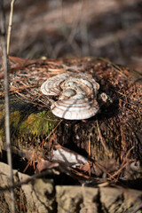 mushroom in the forest