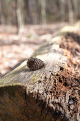 pine cone in the forest