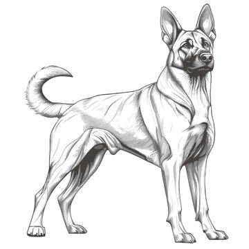 recommend clip art: German Shepherd Line Art Vector Illustration - Elegant Black and White Sketch of a Standing German Shepherd for Dog Enthusiasts, Posters, and Tattoo Designs