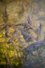 Obraz premium fish in the water