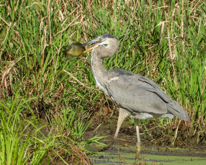 Great Blue Heron (Ardea herodias) North American Wading Bird