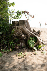 roots of tree