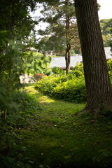 forest in the morning