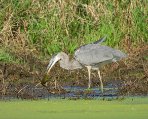 Great Blue Heron (Ardea herodias) North American Wading Bird
