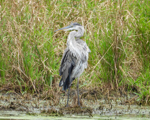 Great Blue Heron (Ardea herodias) North American Wading Bird
