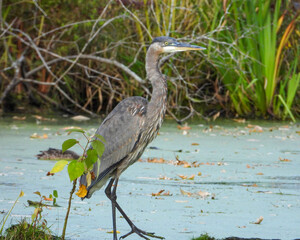 Great Blue Heron (Ardea herodias) North American Wading Bird