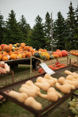pumpkins for sale