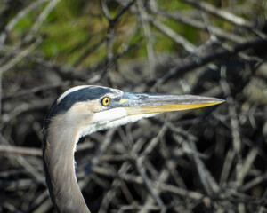 Great Blue Heron (Ardea herodias) North American Wading Bird