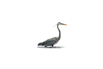 Great Blue Heron (Ardea herodias) North American Wading Bird Isolated on White Background