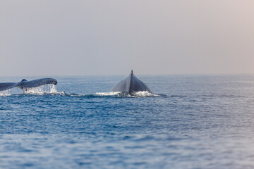 migration of humpback whales in the sea of ​​Rio de Janeiro.