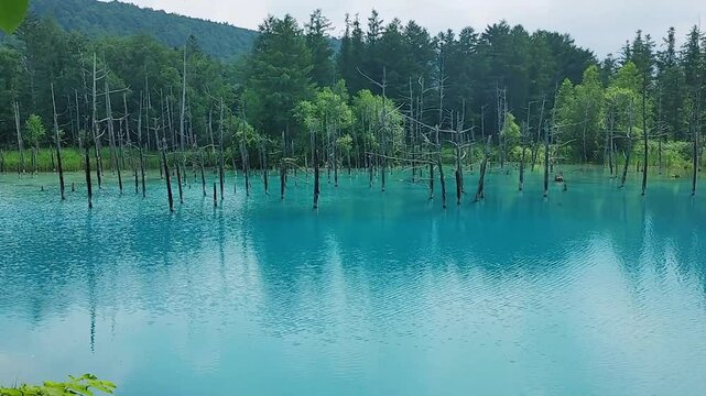 Blue Pond in Biei, Hokkaido, Japan