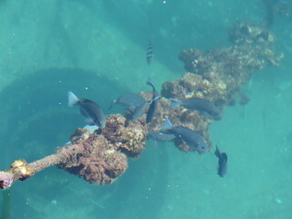 海の上から見たロープについた海藻を食べる黒い魚のメジナ