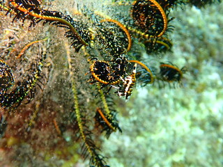 海の中のハナウミシダの上で暮らすエビのラオメネス・コルヌトゥス