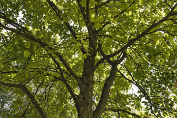 Obraz premium A big tree in Bucov Park, Ploiesti, Big green chestnut tree with branches and leaves, Romania.
