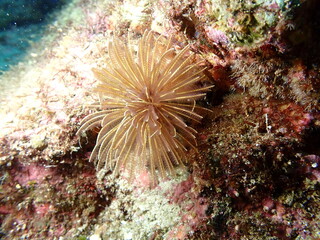 海の岩場に生息する茶色いケヤリムシ