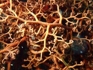 海に生息する茶色いセノテヅルモヅルのアップ