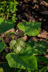 Close-up of broad green leaves illuminated by sunlight with water droplets, showcasing their natural texture and veins, in an outdoor garden setting with a blurred background.
