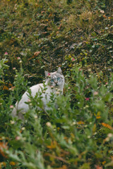 A white cat, with small dark spots, with blue eyes sits on a grassy slope, looking attentively through green bushes on an autumn day, with earthy tones and natural greenery in the background.

