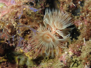海の岩場に生息する大きなカンザシゴカイの仲間