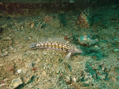 海の砂地に生息する魚のカモハラトラギス