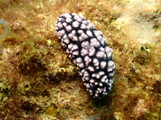 海の岩場を這う白と黒のコイボウミウシ