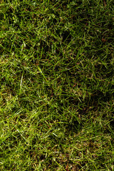 Top view of green mown grass illuminated by evening sunlight, casting soft shadows. The fresh blades of grass create a natural, vibrant, and detailed texture outdoors.
