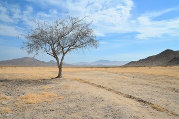 Fototapeta premium A single drought-resistant tree standing tall in a sun-scorched desert, a testament to adaptability