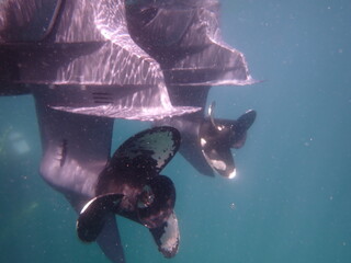 海の中から見た船のスクリュー部分